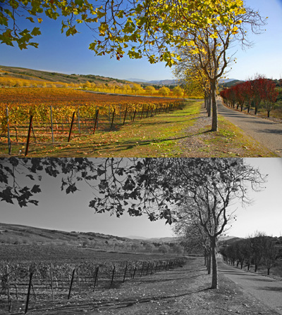 Santa Rita Fall No. 7