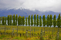 Wanaka Vineyard
