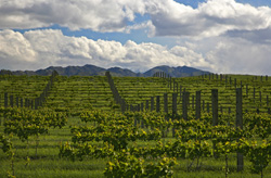 Marlborough Vineyard