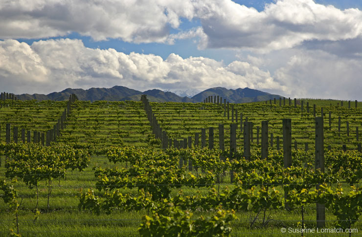 "Vineyard Scenery"