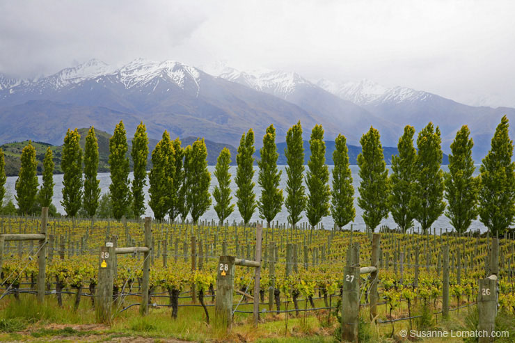 "Wanaka Vineyard"