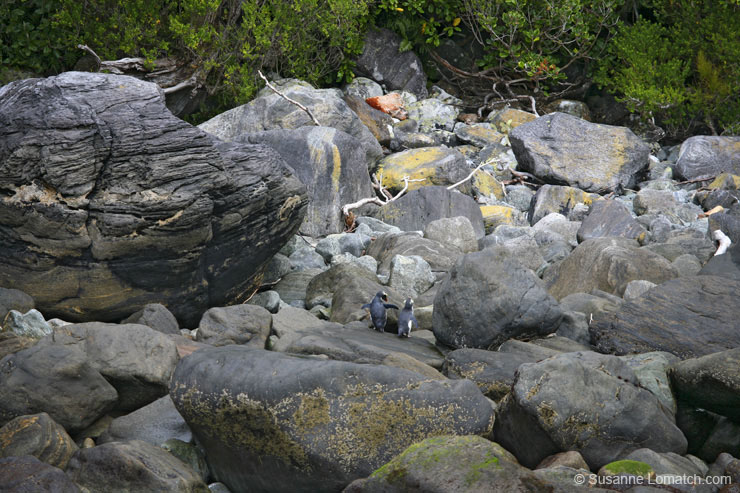 "Fiordland Crested Penguins"