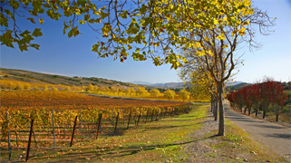 Santa Rita Fall No.7