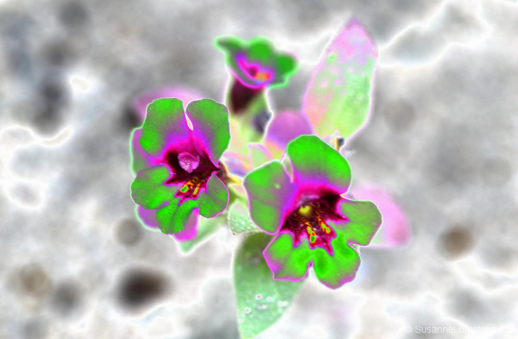 "Shrinking Neon Violets"