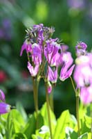 065ShootingStar-Study1-0834