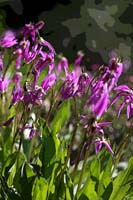 066ShootingStar-Study2-0839