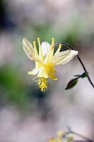 069Yellow-Royal-0852