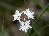 092WhiteBlossoms_0142