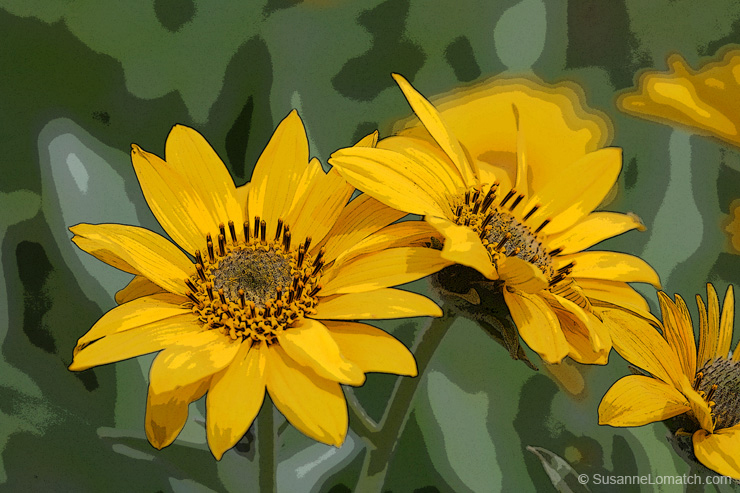 "Idaho Daisy - Study #2"
