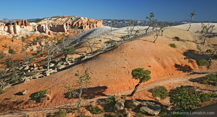 "Terra Cotta Garden"