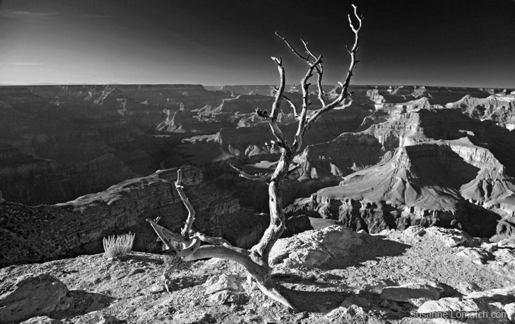 "Cedar Ridge Afternoon"
