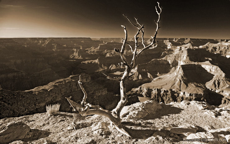 "Cedar Ridge Afternoon"