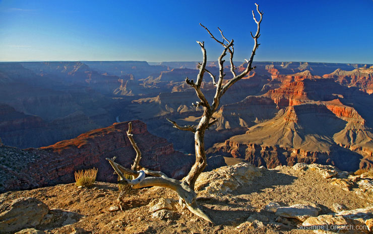 "Cedar Ridge Afternoon"