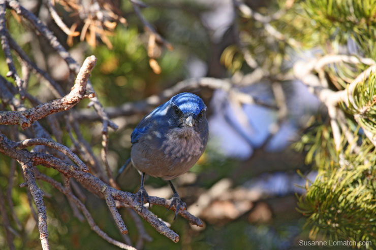 "Angry Bluebird"