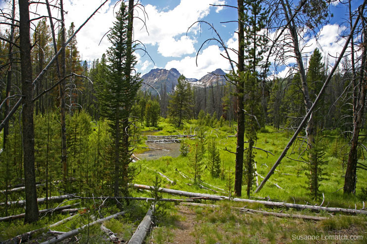 "Sawtooth Clearing #1"