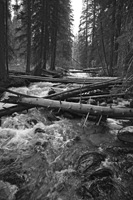 Fish-Hook-Creek-BW