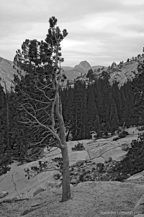 "Framing Half Dome"