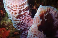 Poise-Fr10-DI-N-72dpi